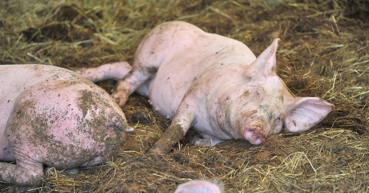 Afrička svinjska kuga se i dalje širi na području Osječko-baranjske županije
