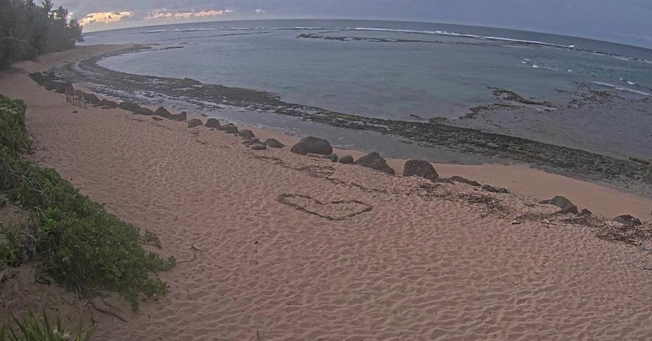 Pogledajte kako se more na Havajima naglo povuklo: ‘Osjećaj je sablastan‘