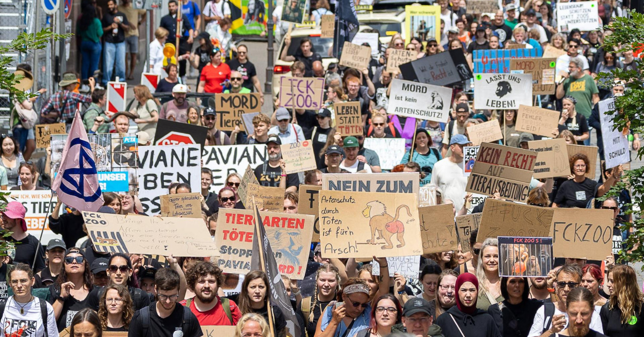 Tisuće ljudi na ulicama u Nürnbergu zbog 12 gvinejskih pavijana