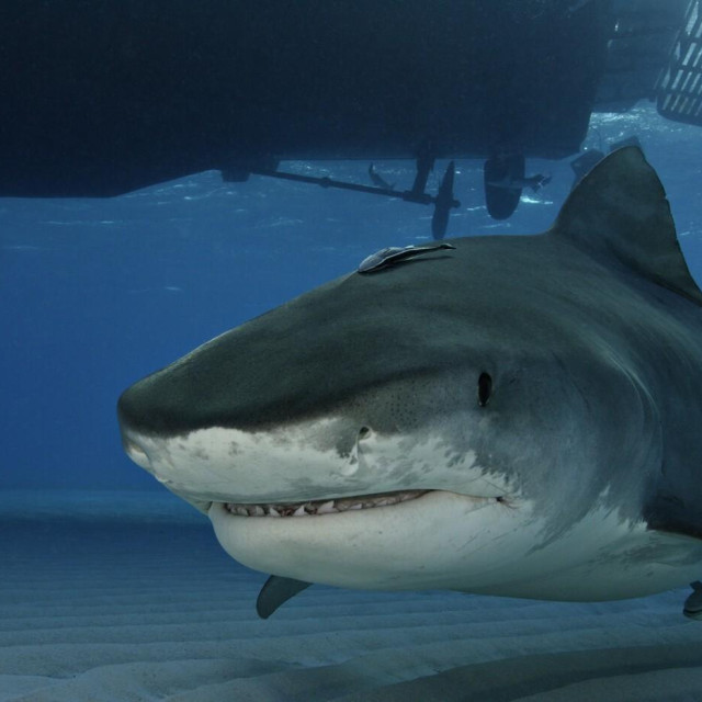 Ilustrativna fotografija