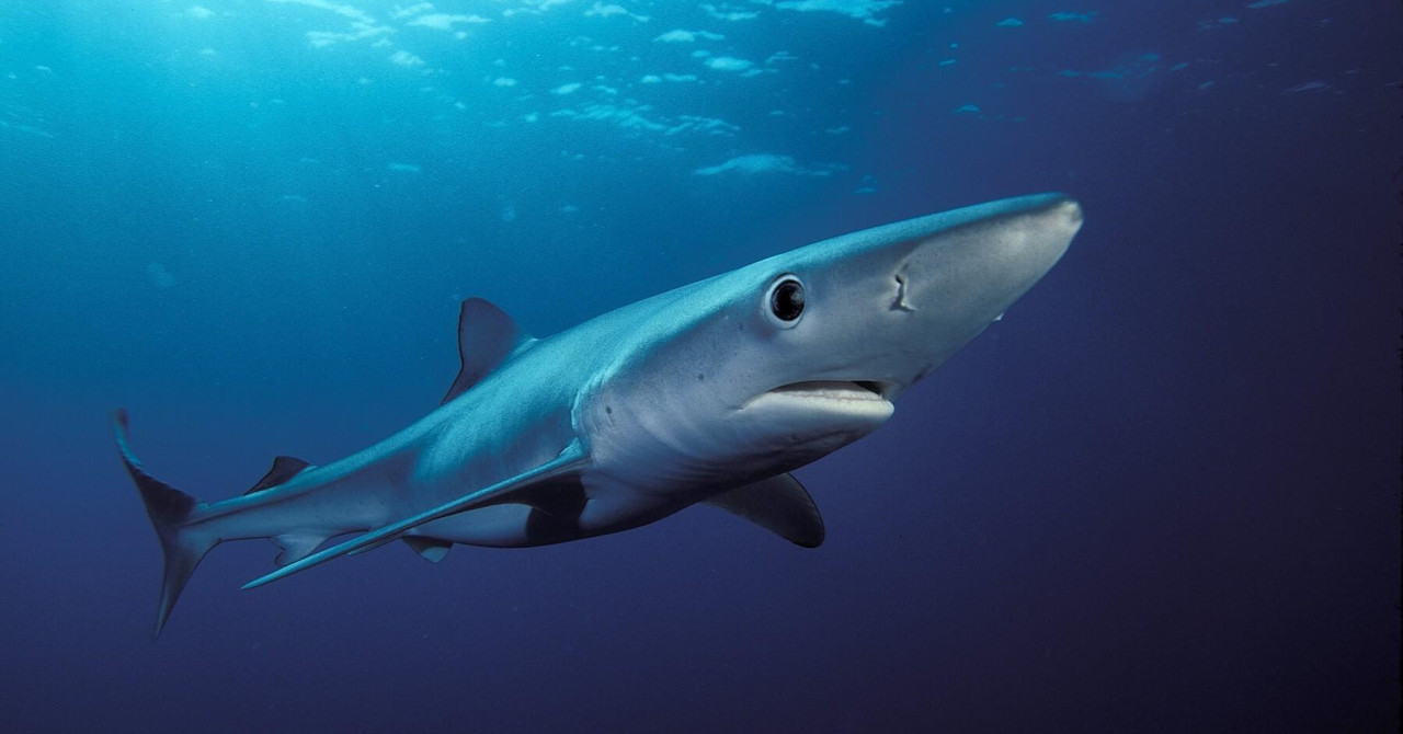 Znanstvenici objavili kod kojih su naših otoka u Jadranu ulovili morskog psa dugog dva metra, na njega postavili odašiljač