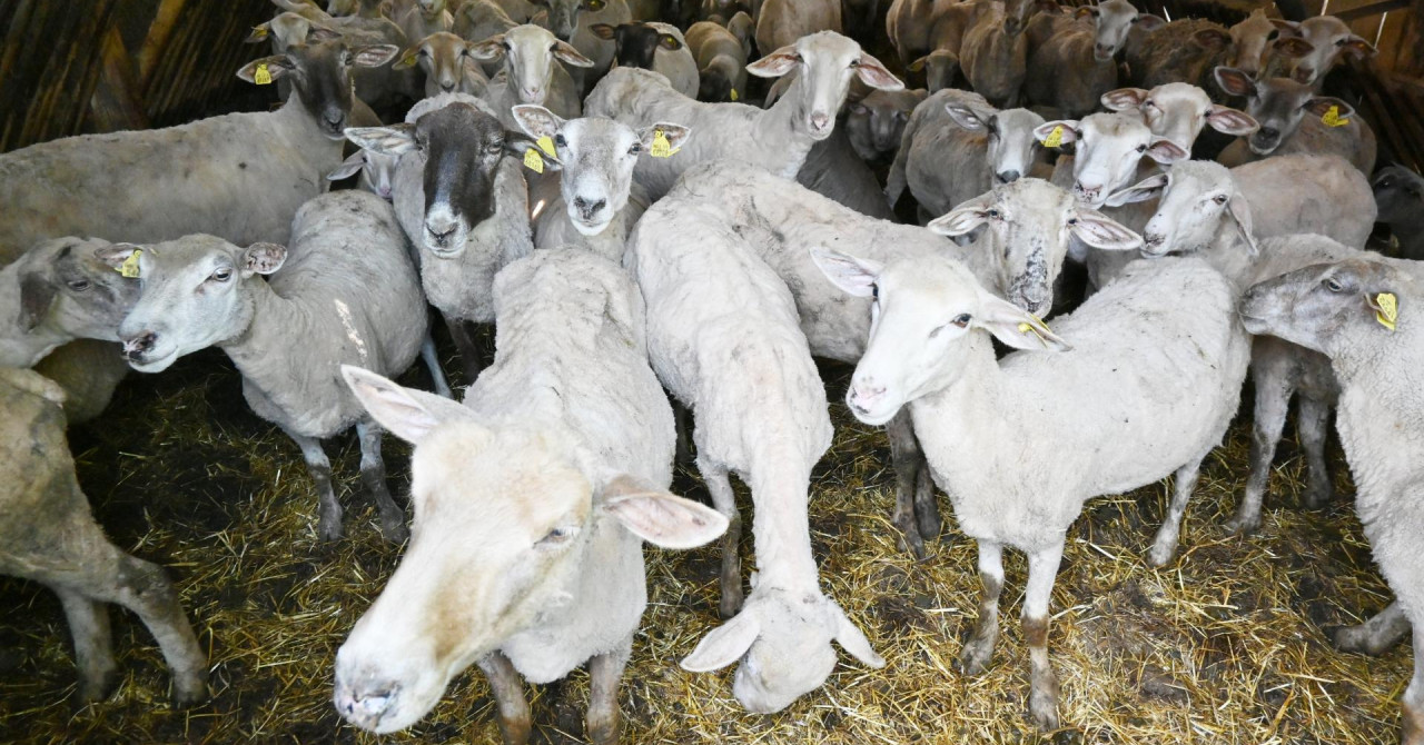 Ministarstvo: Očekuje se širenje bolesti plavog jezika!