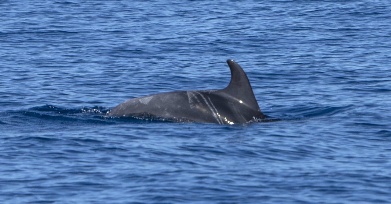 Pri Splitu našli mrtvega delfina, sumijo na mučenje in uboj