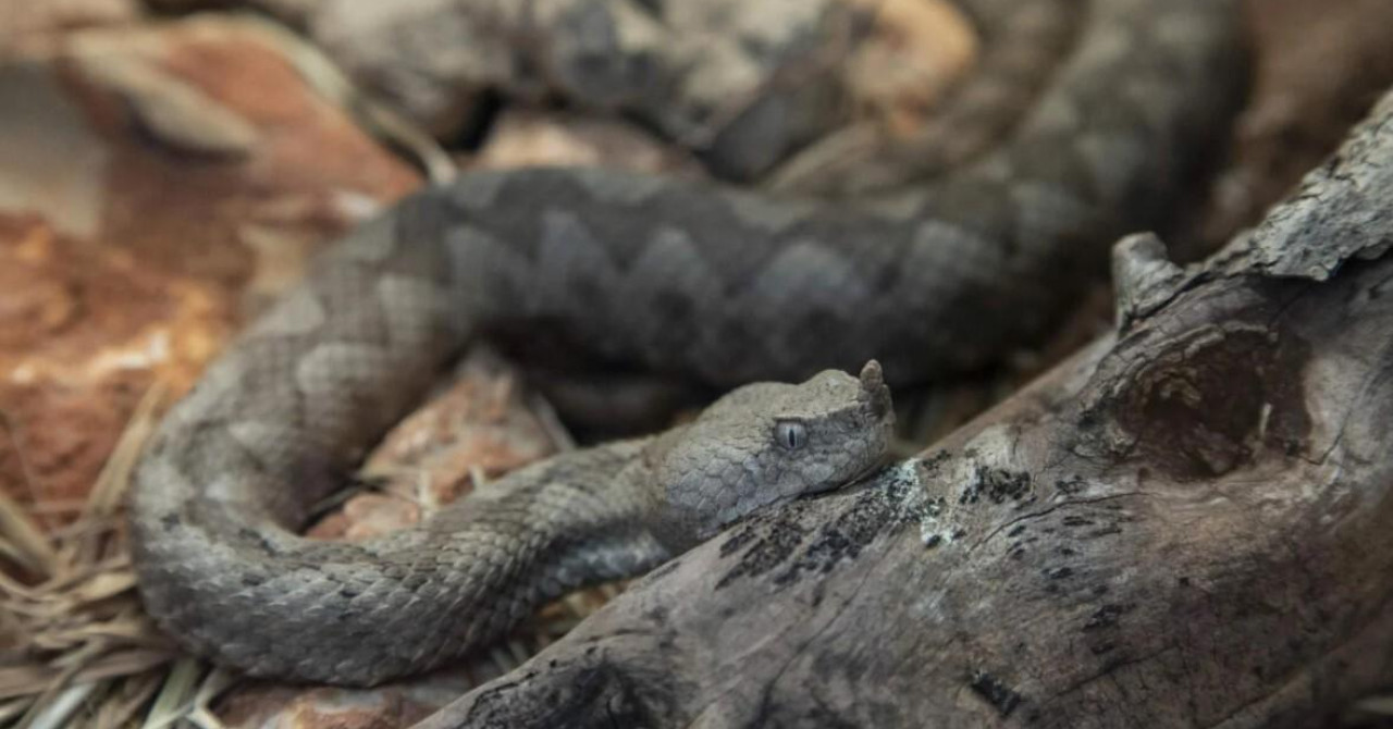 V Istri poskok ugriznil sedemletnega dečka, ki je bil življenjsko ogrožen