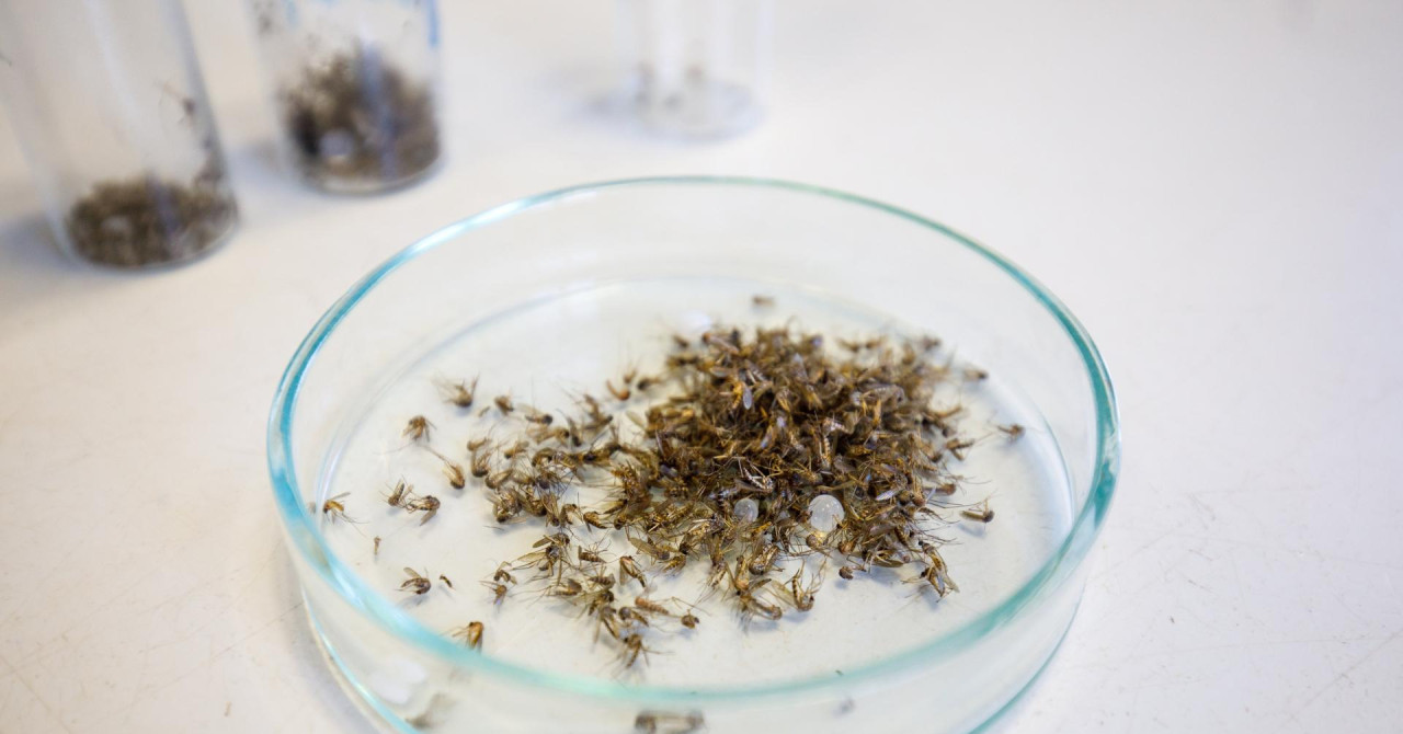 Europi prijeti nova zdravstvena ugroza, zabilježen je rekordan broj bolesti: ‘Ovo postaje ‘novo normalno‘‘