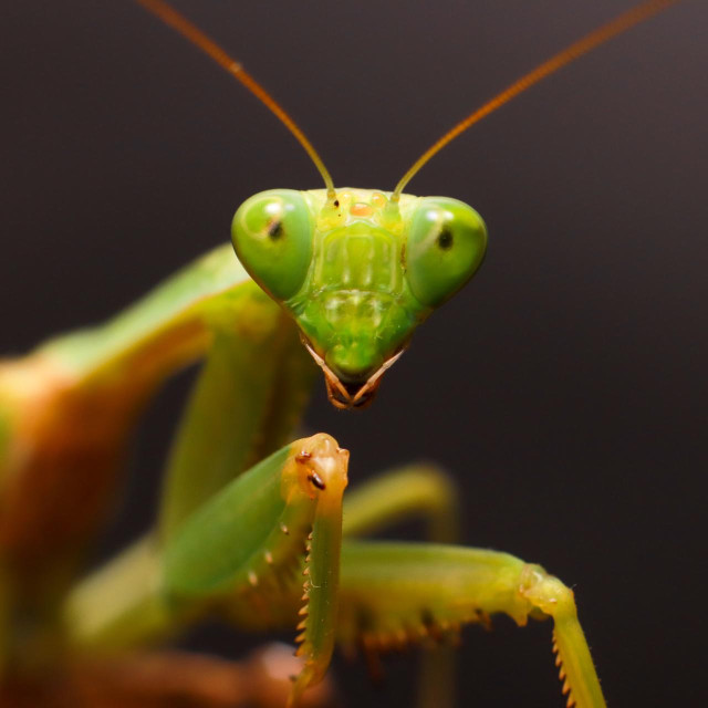 Glava im je pomična, s velikim izbočenim očima, ticala duga