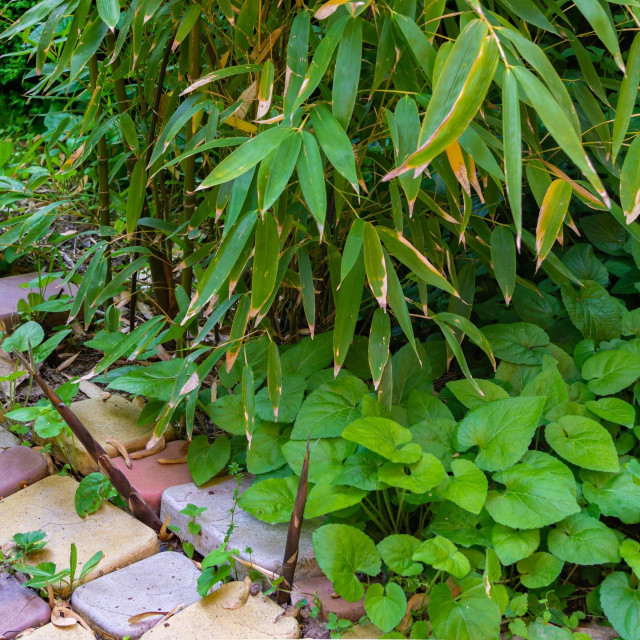 Mladi izdanci bambusa uništavaju kamenu vrtnu stazu