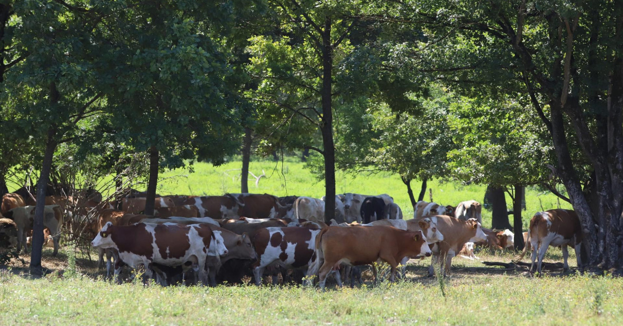 V Zagrebu potrdili 109 primerov antraksa pri poginuli živini
