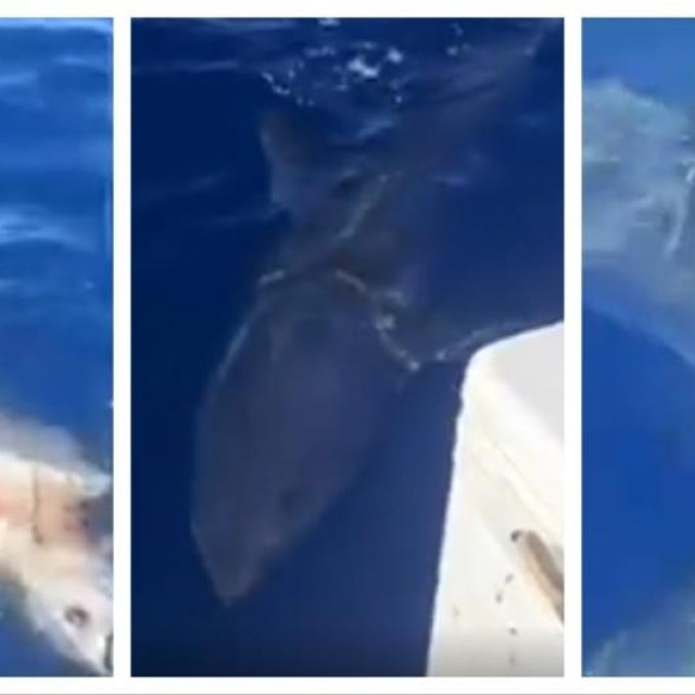 Morski pas mako kod Žirja