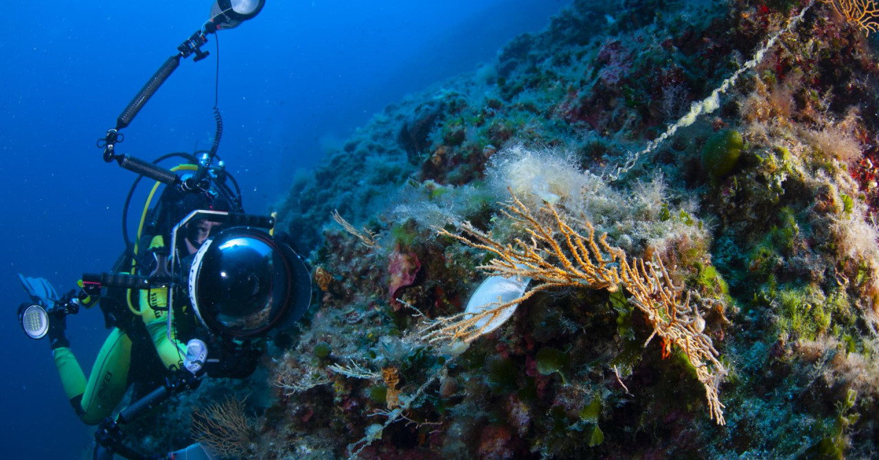 ‘Mislili smo da će se tako nešto u Jadranu dogoditi tek za 80 godina, ali događa se već danas. To je problem za cijelu Europu!‘