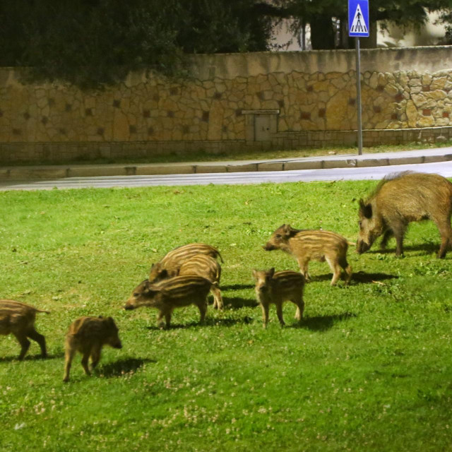 Ilustrativna fotografija