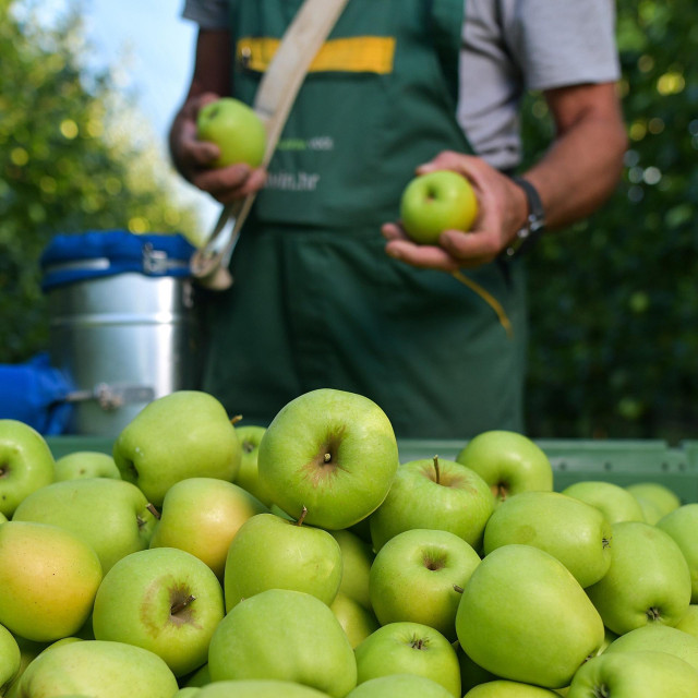 ENNA Fruit se etablirao u najvećeg dobavljača i otkupljivača voća i povrća u Hrvatskoj, ali i regiji