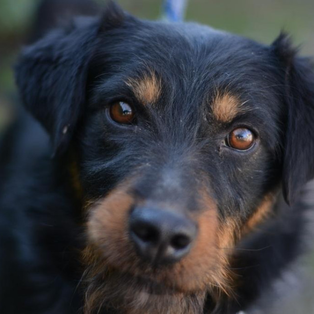 Pas Campi, jedan od onih koji čekaju dom