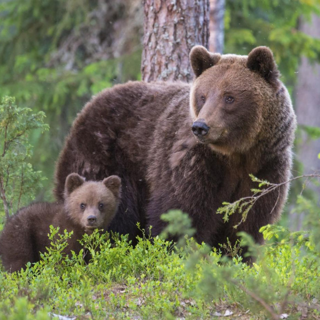 Medvjedica i medvjedić, ilustracija