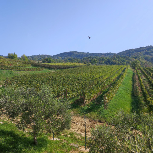 Vinogradi Italije, Slovenije, Hrvatske i susjeda dobili su novu priliku za održivost kroz projekt ECOVINEGOALS