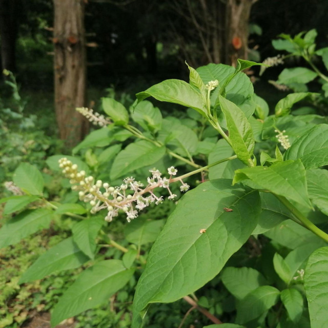 Američka vinobojka (Phytolacca americana)