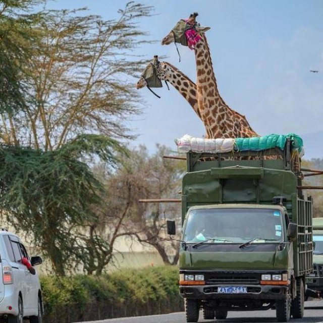 Prijevoz žirafa