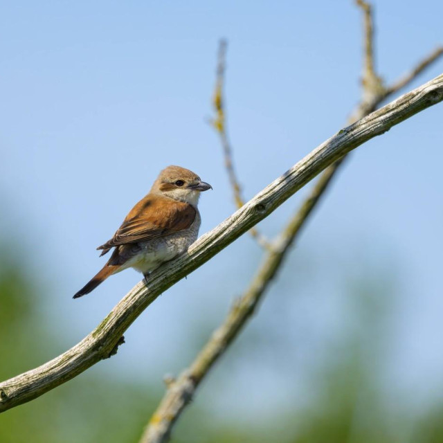 Ilustrativna fotografija