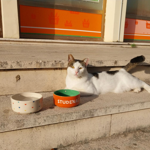 Studenac uz svoje (pune) zdjelice