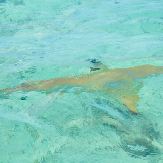 Ppridneno koćarenje svugdje ima negativan učinak – ograničava prisutnost ranjivih vrsta poput morskih pasa i raža, ilustrativna fotografija