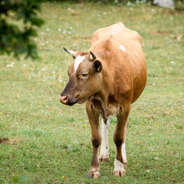 Ilustrativna fotografija