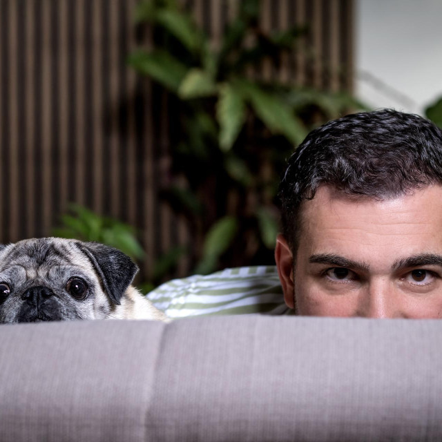 Mopsica Milica jedva čeka da se vrati kući s posla