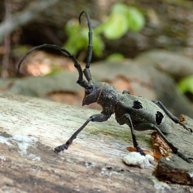 Velika četveropjega cvilidreta
 