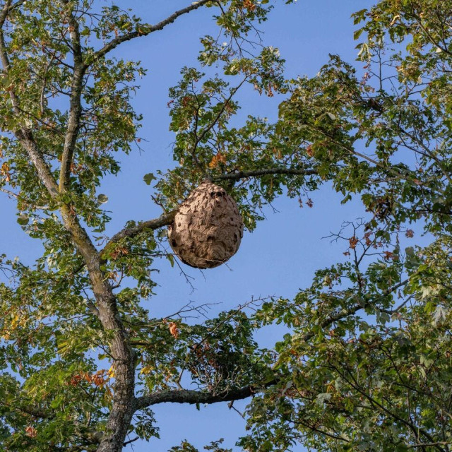 Ilustrativna fotografija