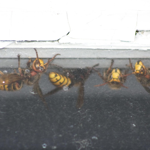 Stršljeni, ilustrativna fotografija