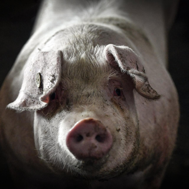 Ilustrativna fotografija