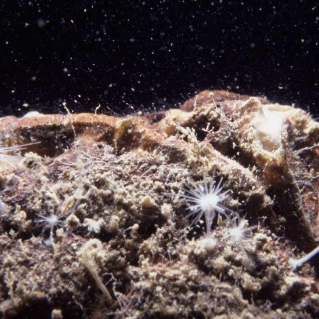 Populacija mesojednih spužvi snimljena 2023. godine