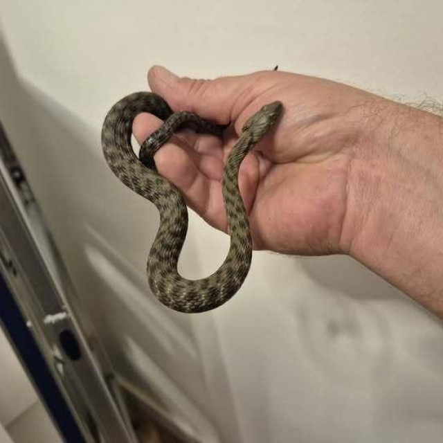 Ribarica je na kraju pronađena u stanu