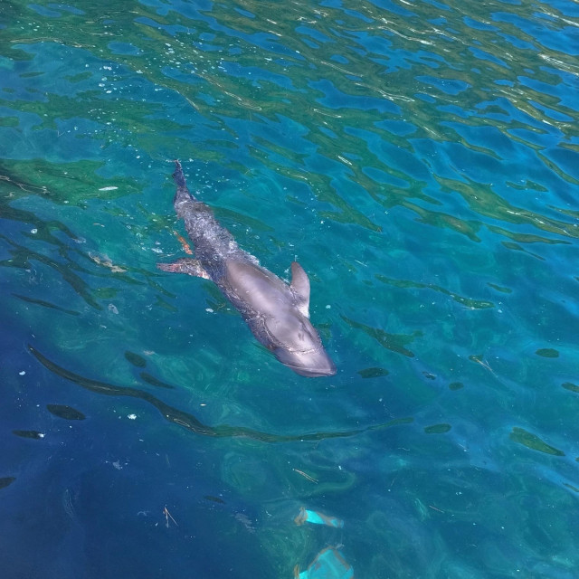 Ozlijeđeni dupin u uvali Ubli