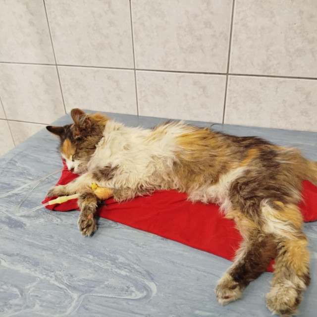 Jedna od spašenih mačaka