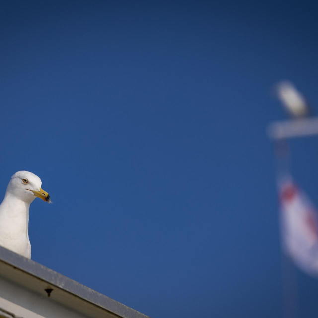 Galeb, ilustrativna fotografija