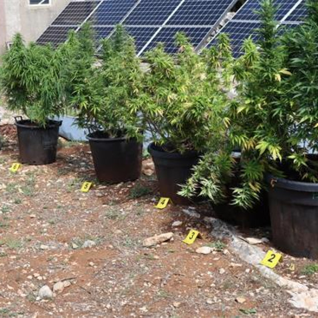 Zaplijena droge u hvarskom akvatoriju