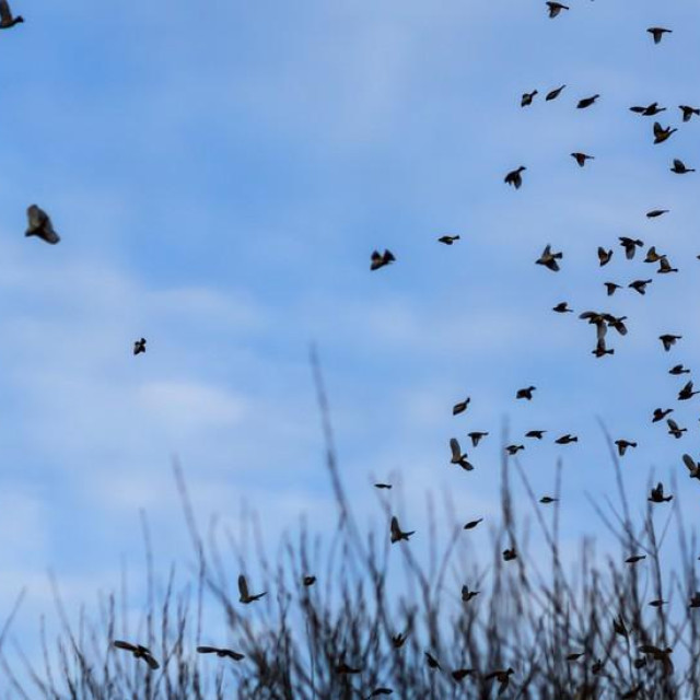 Ilustrativna fotografija