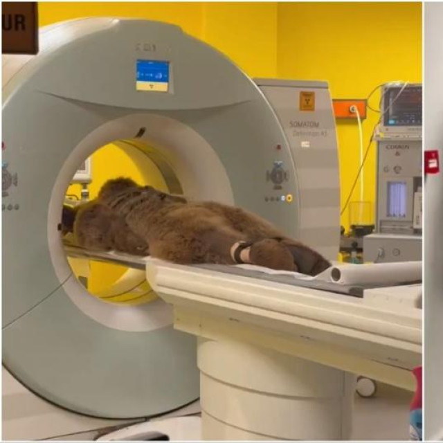 Medvjed Okan na pregledu