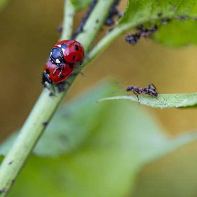 Ilustrativna fotografija
