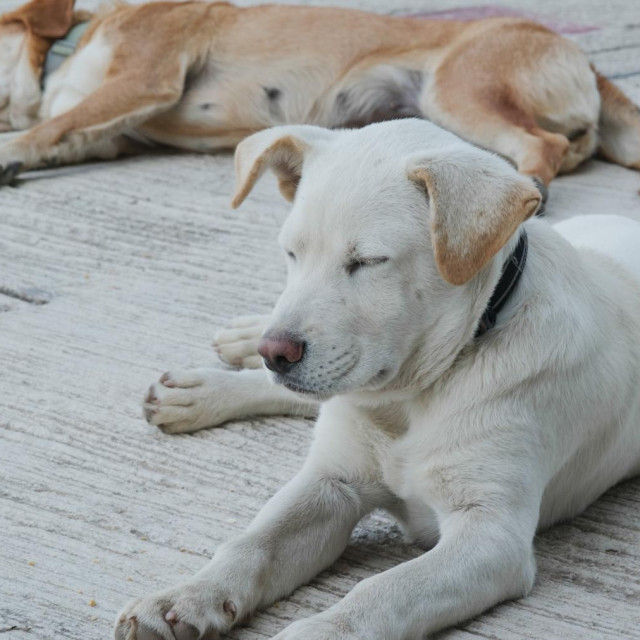 Ilustrativna fotografija