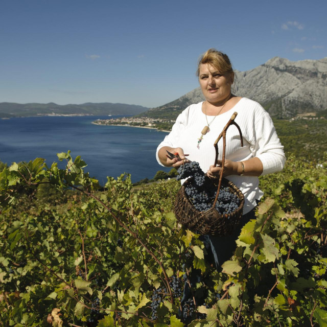 Vinarka Marija Mrgudić u svom vinogradu Plavca malog