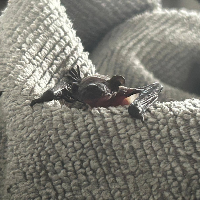 Šišmiš, ilustrativna fotografija