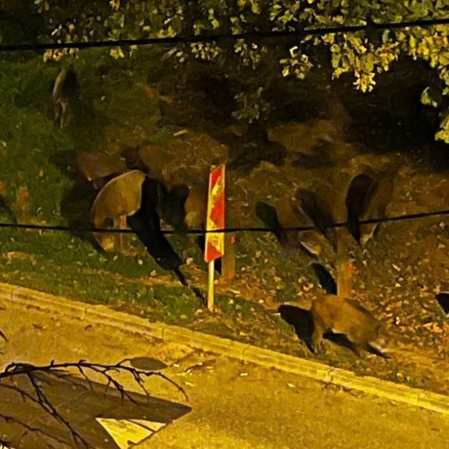 Divlje svinje u Zagrebu