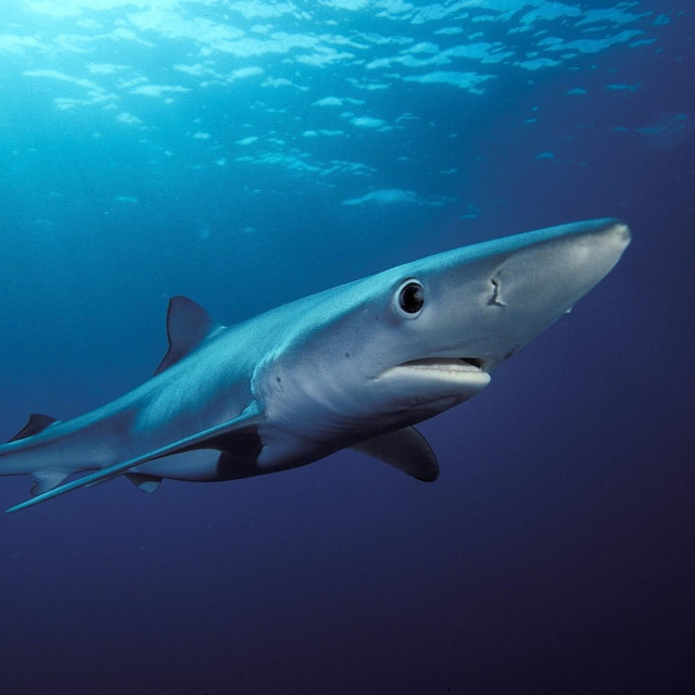 Ilustrativna fotografija