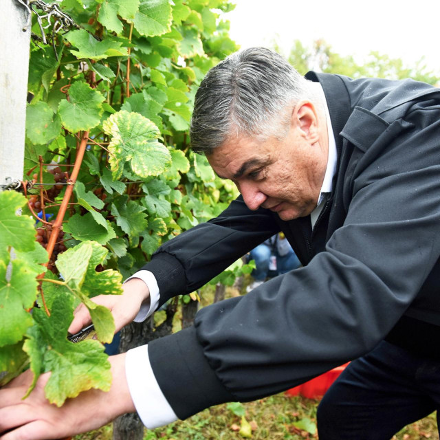 Zoran Milanović sudjelovao je u berbi grožđa 