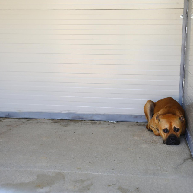 Prizor iz privremenog azila na Karepovcu