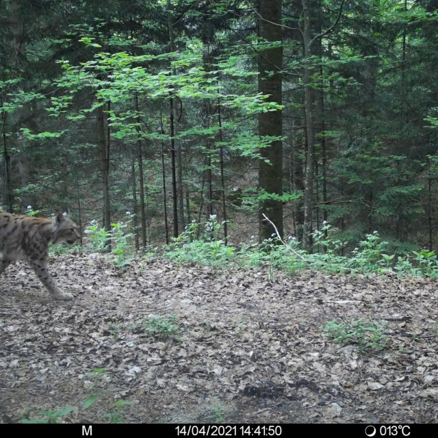 Ris Kazo, ilustrativna fotografija