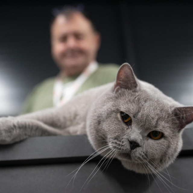 WCF Jubilee izložba mačaka