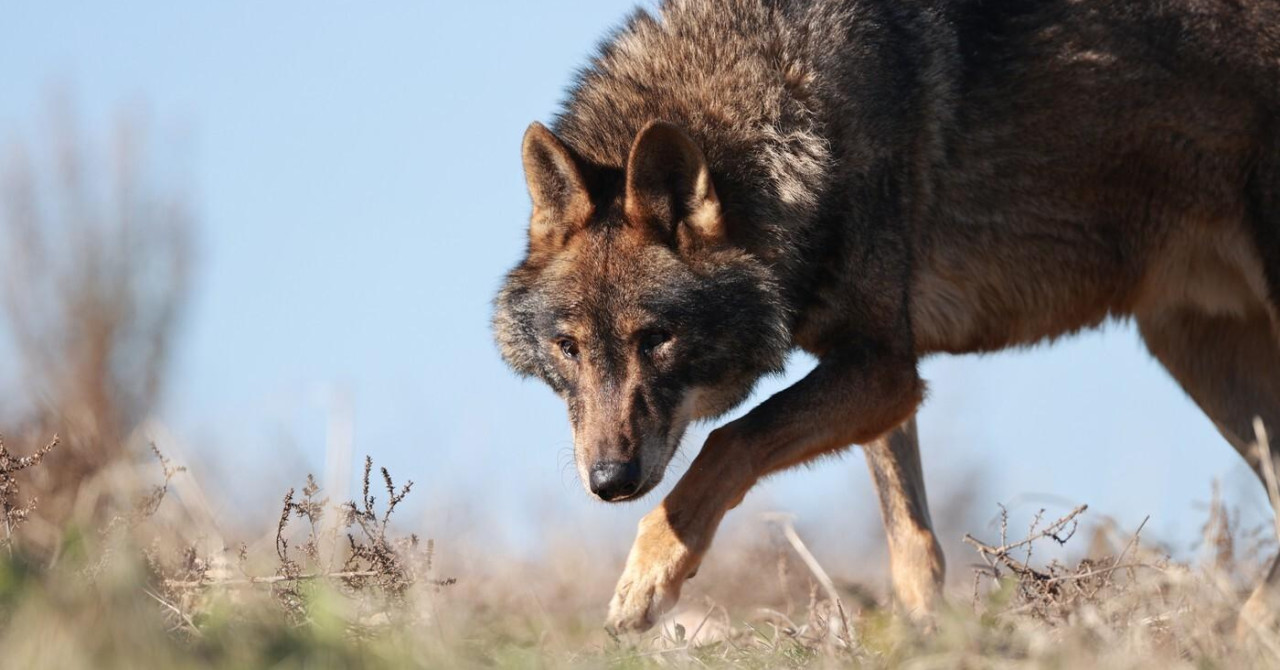 Majka iz Srbije otkrila detalje drame na plaži: ‘Da, to je moja djevojčica, napao nas je vuk! Raširio je čeljust da je zgrabi...‘