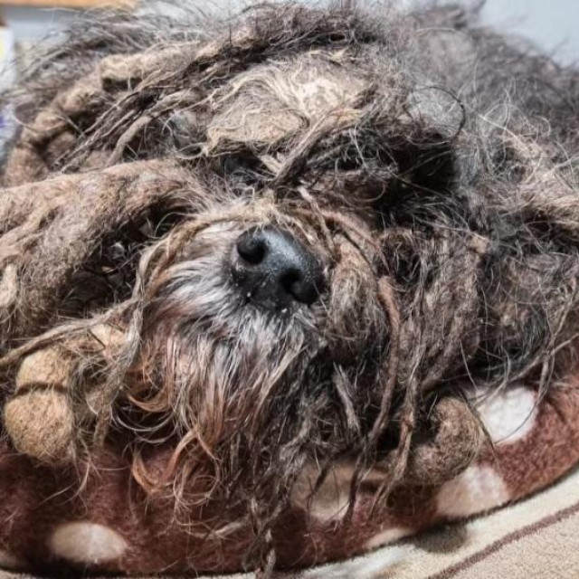 Screnshot Girl With The Dogs